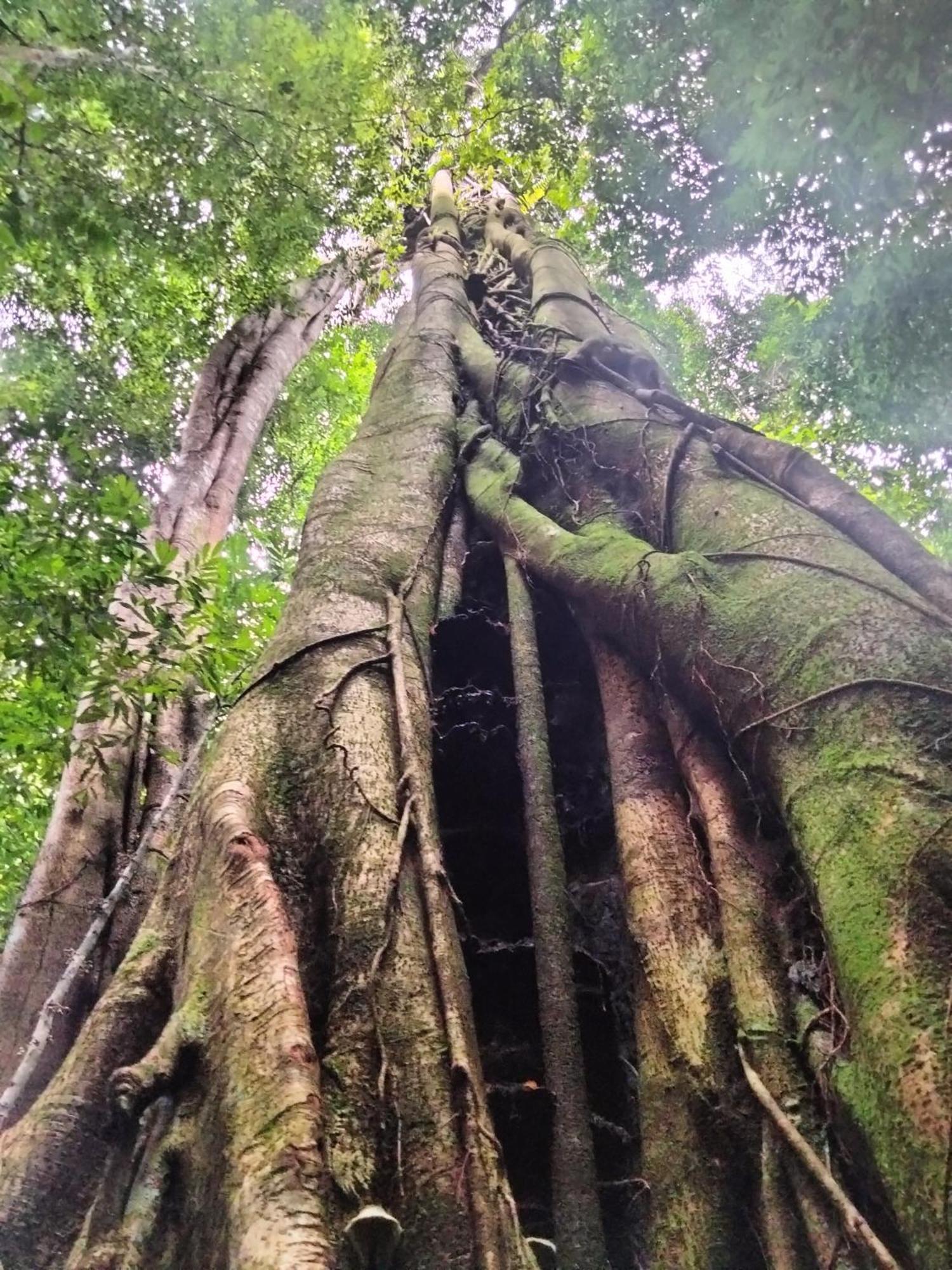Wisma Batu Mandi Bukit Lawang Buitenkant foto