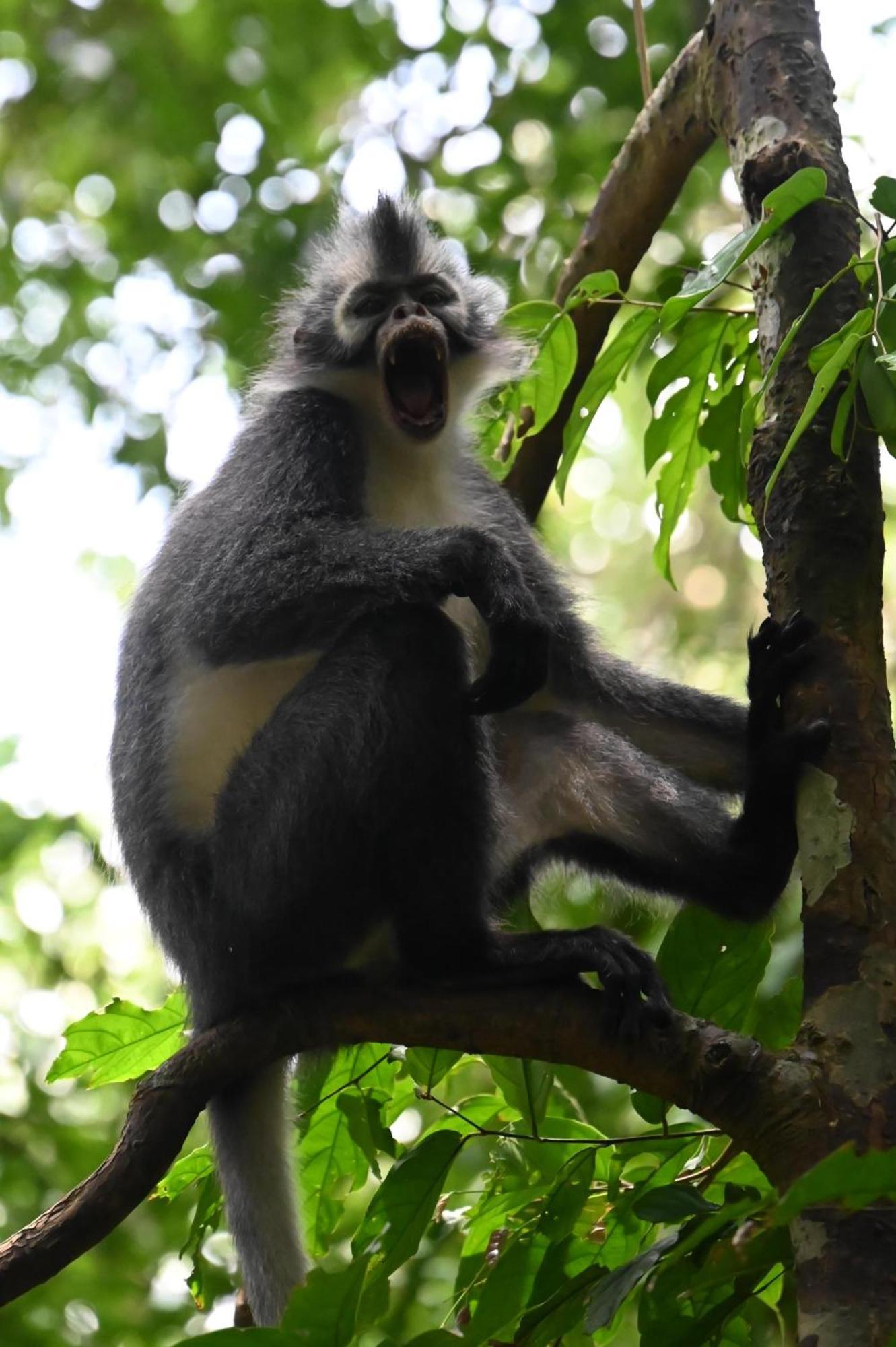 Wisma Batu Mandi Bukit Lawang Buitenkant foto