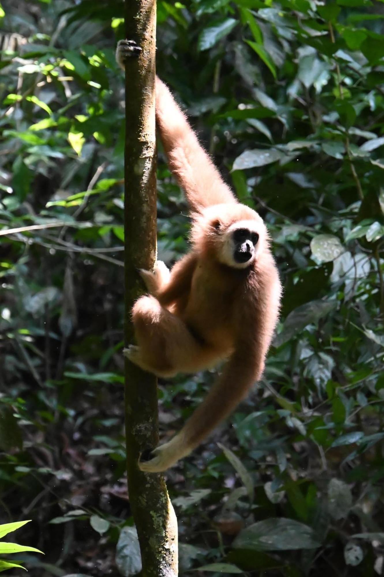 Wisma Batu Mandi Bukit Lawang Buitenkant foto