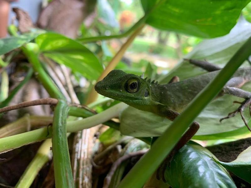 Wisma Batu Mandi Bukit Lawang Buitenkant foto