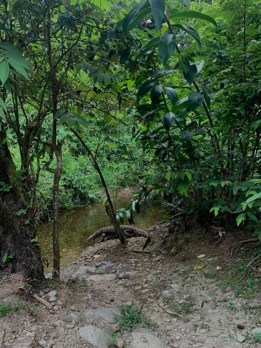 Wisma Batu Mandi Bukit Lawang Buitenkant foto
