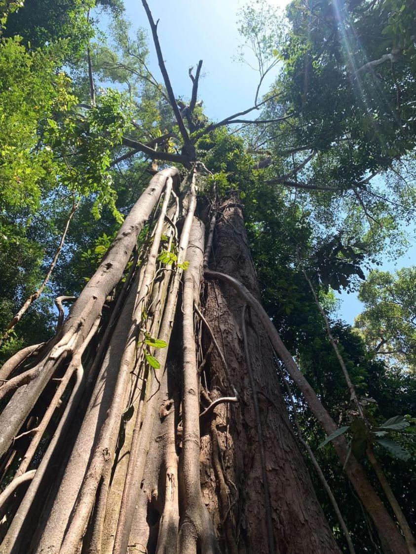 Wisma Batu Mandi Bukit Lawang Buitenkant foto