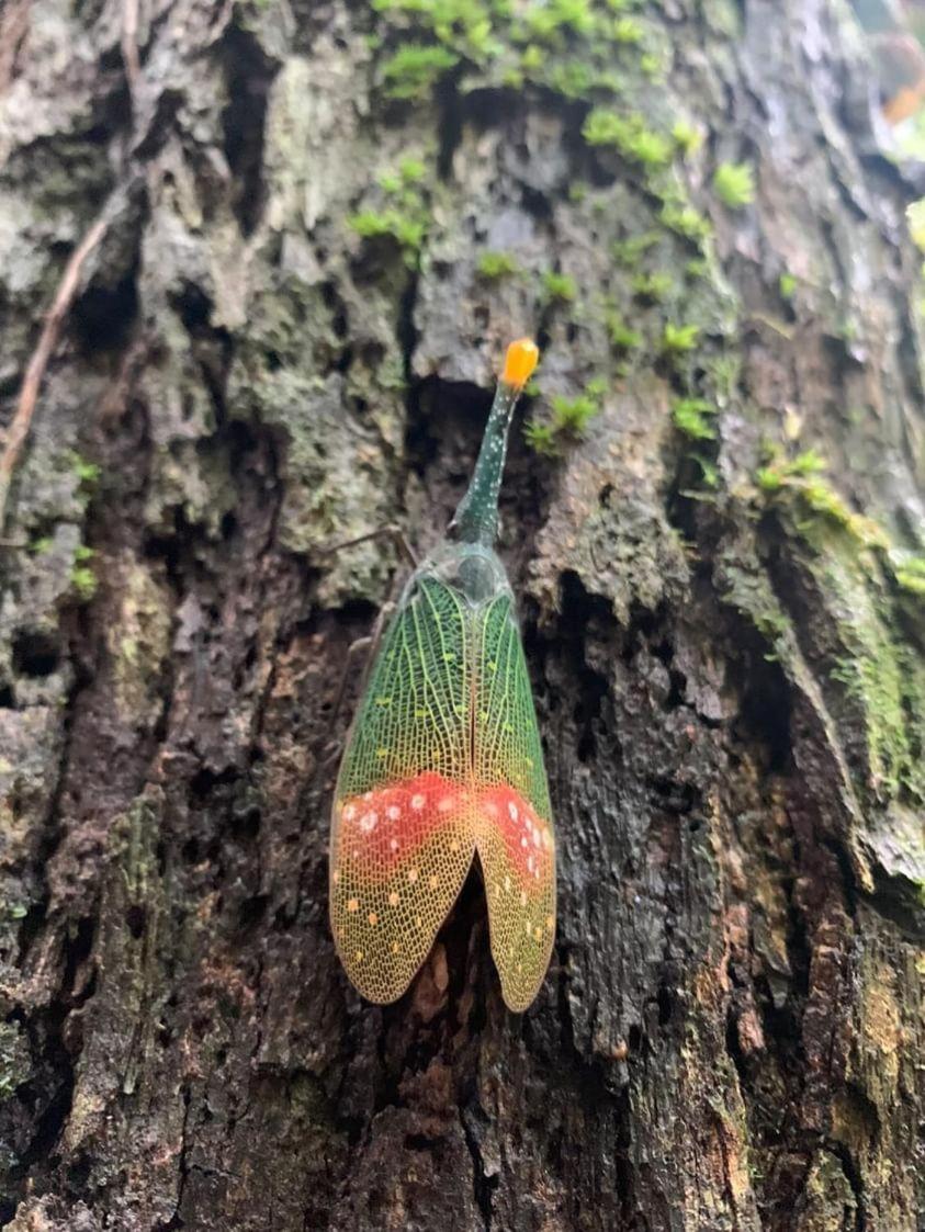 Wisma Batu Mandi Bukit Lawang Buitenkant foto