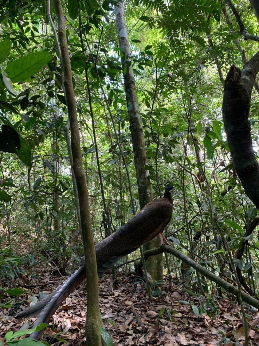 Wisma Batu Mandi Bukit Lawang Buitenkant foto